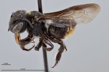 Media type: image;   Entomology 785834 Aspect: habitus lateral view